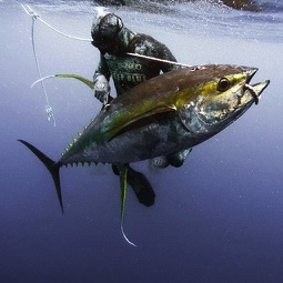 Andrea De Camilli ad Ascension Island con un grosso Tonno Pinna Gialla