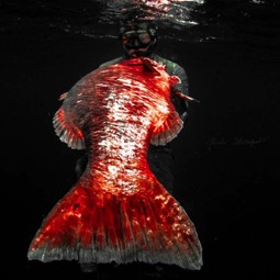 Grossa Cubera Snapper arpionata in Costa Rica